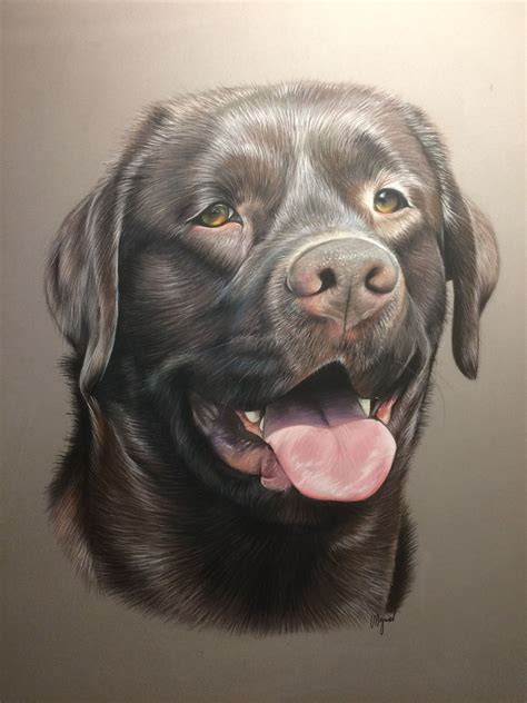 Labrador Chocolat Dessin Au Pastel Dog Sketch Dog Art Dog Portraits