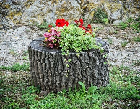 Tipps Um Einen Baumstumpf Im Garten Zu Bepflanzen