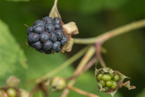 Images Gratuites Arbre La Nature Branche Fruit Baie Fleur T