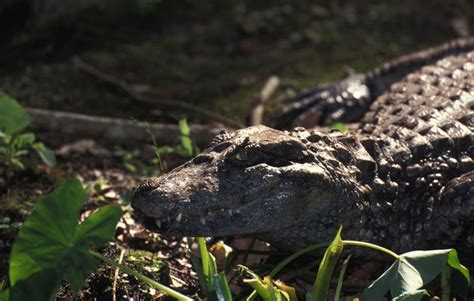 Adw Caiman Latirostris Information