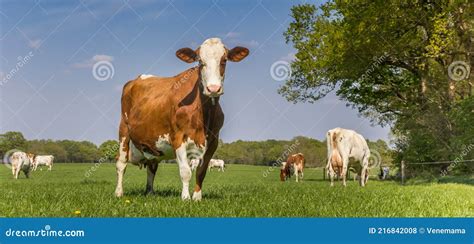 Panorama Of A Brown Holstein Cow Standing In The Grass Stock Photo