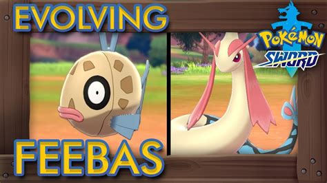 Pok Mon Sword Shield How To Evolve Feebas Into Milotic Youtube