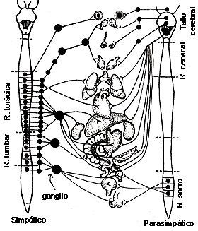Ii Organizaci N Del Sistema Nervioso Sistema Nervioso Nervioso