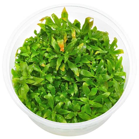 Ludwigia Glandulosa In Vitro Xl Aquasabi Aquascaping Shop