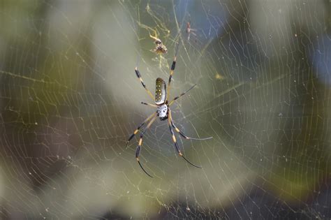 Banana Spider Web Arachnid - Free photo on Pixabay - Pixabay