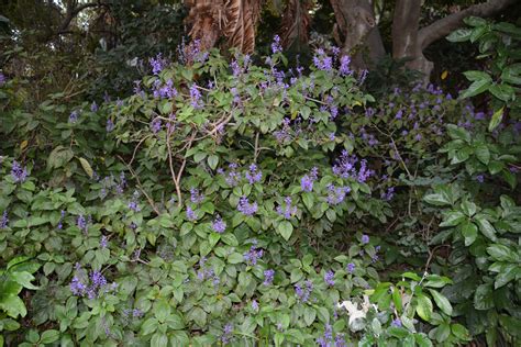 Plectranthus Ecklonii Lamiaceae Image 118164 At PhytoImages Siu Edu