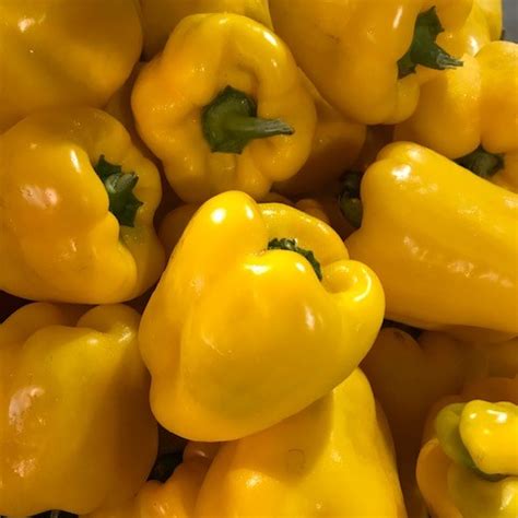 Peppers - Yellow Bell, Fresh Produce: South Naples Citrus Grove