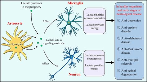 Lactate A New Target For Brain Disorders Neuroscience