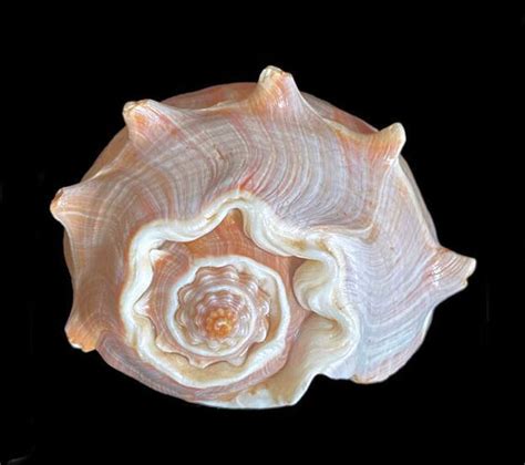 Pacific Crown Conch Shell Mexican