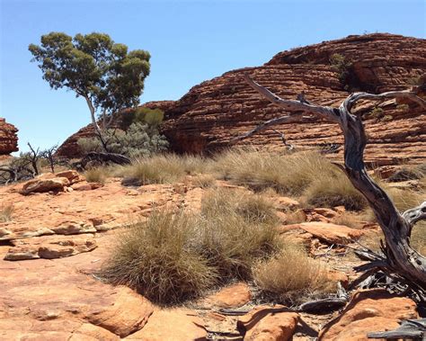 Outback Landscape Tank Background 40 Gal Tank Petbackdrops Etsy Canada