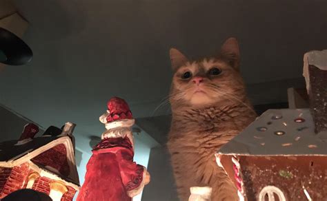 "You disappointed me yet again, Mr. Claus" | Cats | Know Your Meme