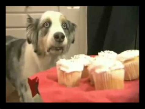 Cupcake Dog - War never changes | Cupcake Dog | Know Your Meme