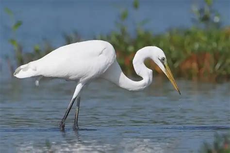 Great Egret Facts Size Diet Pictures All Animal Facts