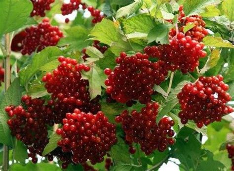 Ягода калина - лечебные свойства и противопоказания, фото