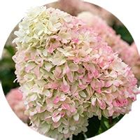 Hydrangea Paniculata Acheter Bulbes Directement De Hollande Dutch