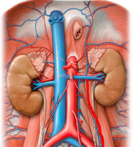 Gross Anatomy Of Kidney And Ureter Diagram Quizlet