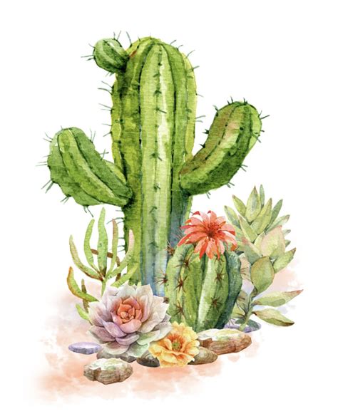 Pin By Araceli Ecija On Dibujo Cactus Drawing Cactus Art Cactus