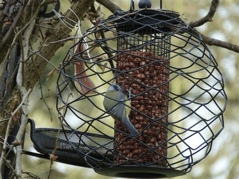 Ways To Keep Birds Away From Your Garden Gardening Tips Advice And