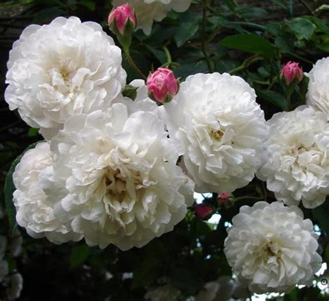 Розы Для Богатых - covezavod