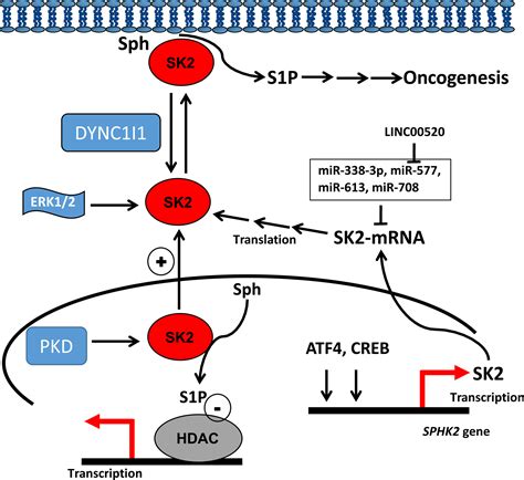 Recent Advances In The Role Of Sphingosine Phosphate In Cancer Pyne