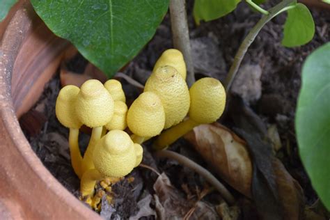 Yellow Mushrooms In Potted Plants Everything You Need To Know