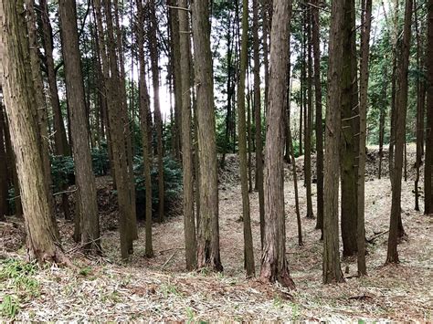 村雨城の写真：主郭内部（南東隅から） ぐこさん 攻城団