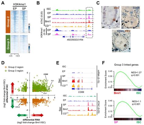 Dynamic Reorganization Of Chromatin Accessibility Signatures During