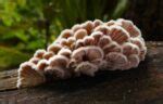 New Study Shows Mushrooms 'Talk' To Each Other Using Up To 50 Words
