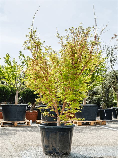 Lush Japanese Maple Acer Palmatum Sangokaku W90 H 140 180 Cm