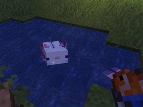 how to breed axolotls in minecraft bedrock