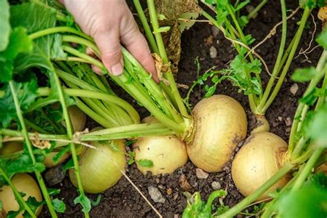 How To Harvest Turnips Gardeners Path