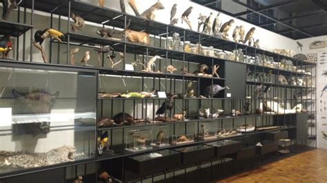 Conheça o Museu de Zoologia de São Paulo Projeto São Paulo City