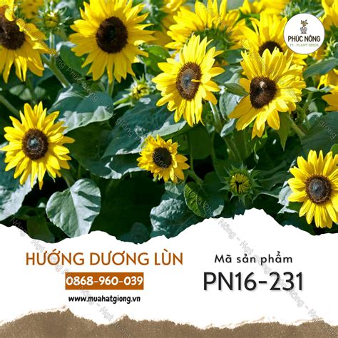 Hạt Giống Hoa Hướng Dương Lùn Gói 30 Hạt Phúc An Nông