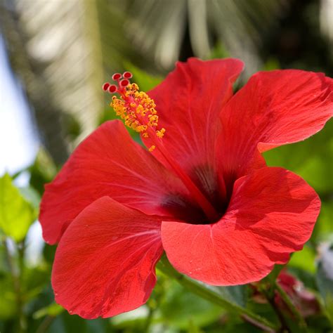 Plantas De Color Rojo Para Decorar Tu Casa Architectural Digest