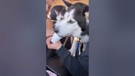 Starbucks Pup Cups Youtube