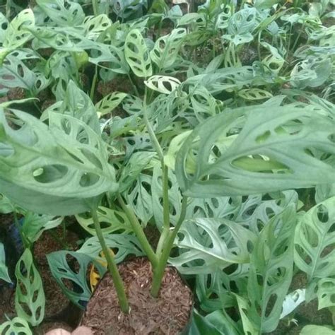 Jual Tanaman Hias Janda Bolong Monstera Adansonii Shopee Indonesia