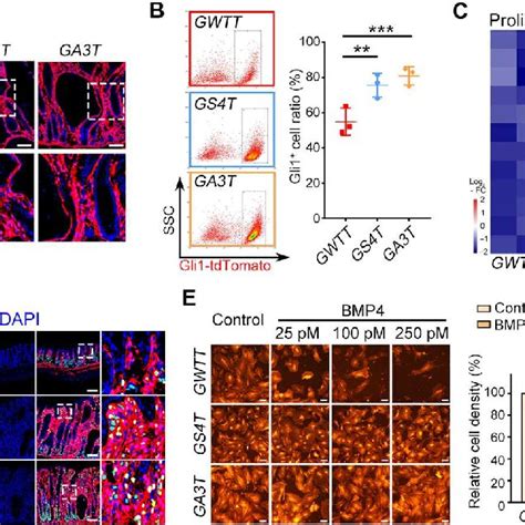 Inactivation Of Bmp Signaling Enhances The Proliferation Of Gli