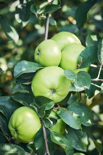 Free Stock Photo Of A Green Apple On A Tree Download Free Images And