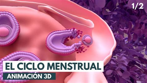 Ciclo menstrual Conceptos básicos Animación 3D YouTube