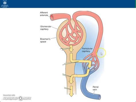 Diagrama De Glomérulo Y Nefrona