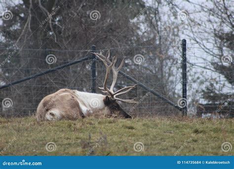 Large Caribou with Impressive Antlers at the Zoo Stock Photo - Image of ...