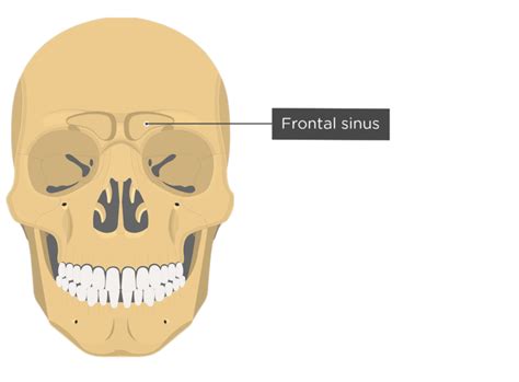 Frontal Bone Anatomy | GetBodySmart