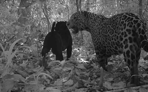 Video Schwarzer Jaguar Bei Der Paarung Ertappt Wildtierkamera F Ngt Erstmals Sex Eines