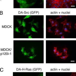 P120 Loss Has No Effect On Rac1 Src Or H Rasinduced Morphology In