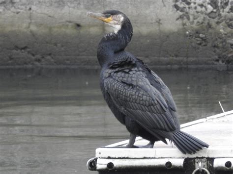 Japanese Cormorant Ebird