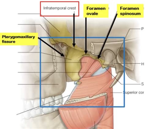 Infratemporal Fossa TMJ Gross Anatomy Flashcards Quizlet