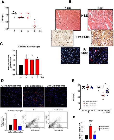 Macrophage Infiltration In The Heart In Response To Dox A Cardiac