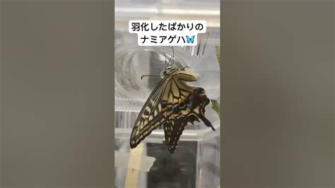 2023年9月17日に羽化したナミアゲハ🦋〜照屋実穂『ある夜の話』♪〜 Shorts フラガール虹を アゲハ蝶 蝶の羽化