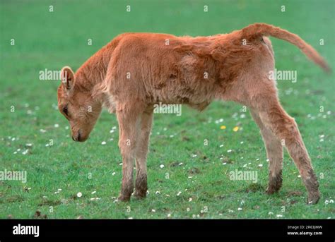 Aurochs (Bos primigenius), calf, stretching, Ur (Europe) (mammals) (hoofed animals) (cloven ...