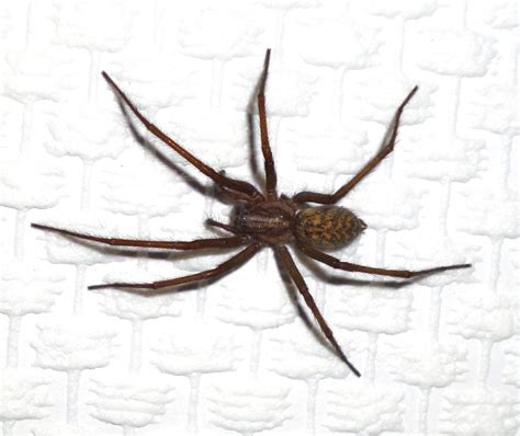 Araña doméstica (Tegenaria domestica) - Picture Insect